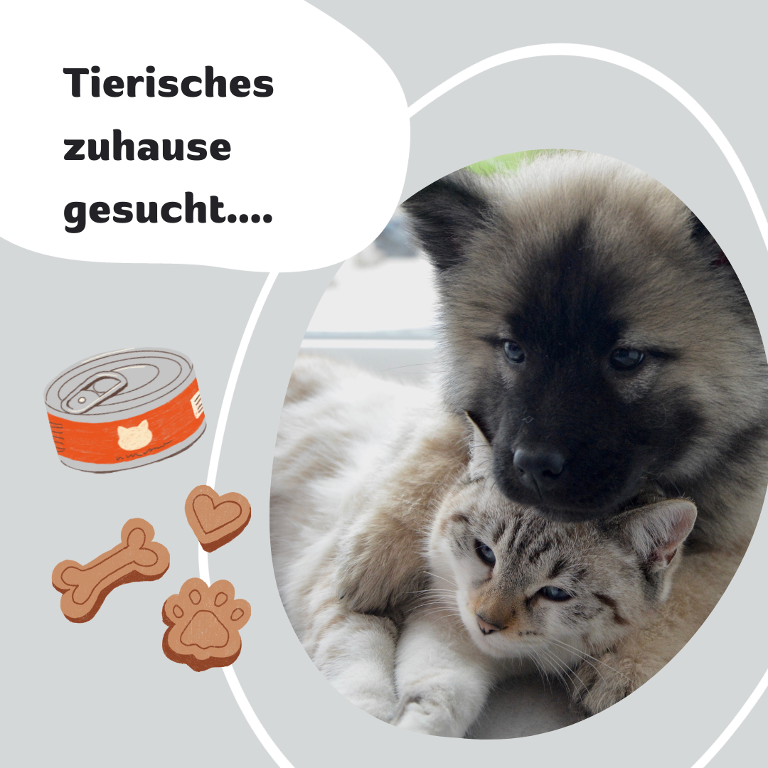 Tierisches zuhause post thumbnail image
